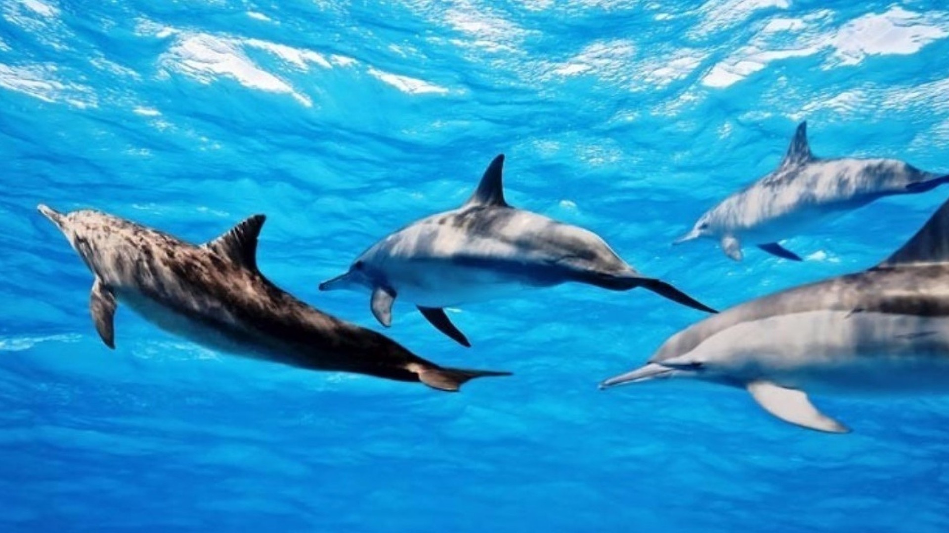Dolphin House 2