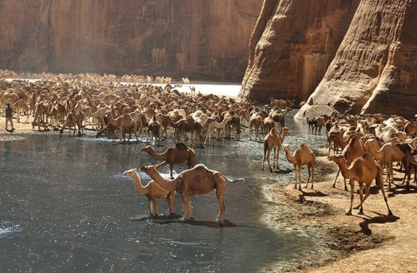 Wadi El Gemal National Park 1