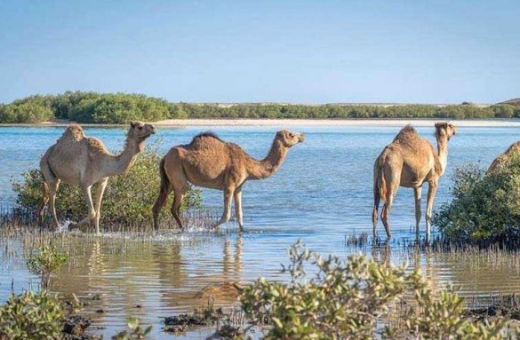 Wadi El Gemal National Park 2