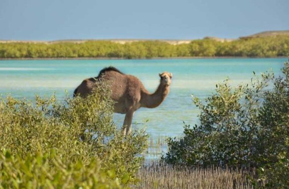 Wadi El Gemal National Park 3