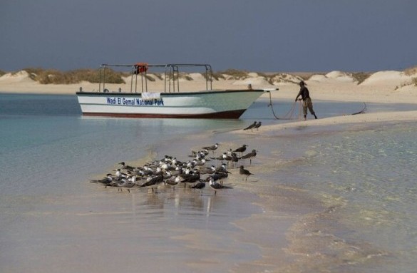 Wadi El Gemal National Park 4