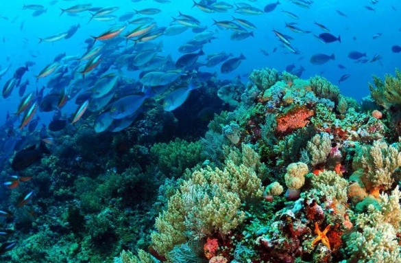 Scuba Diving Spots 2