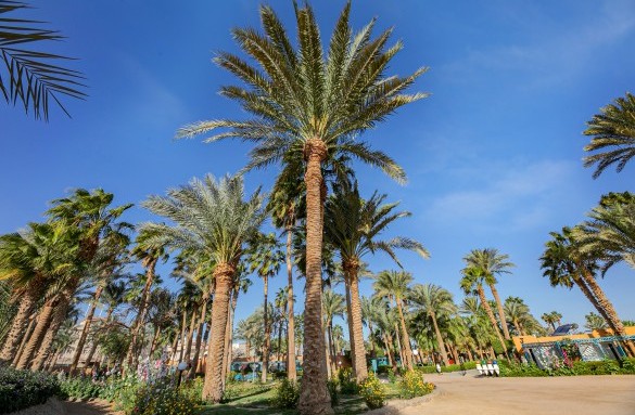 giftun-hotel-outdoor-landscape-4